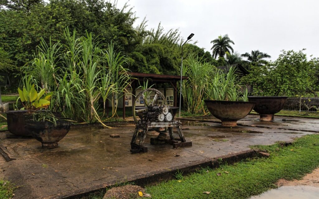 Guadeloupe canne a sucre